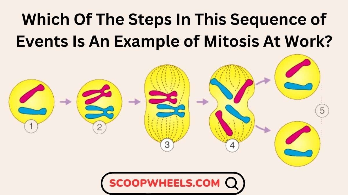 which of the steps in this sequence of events is an example of mitosis at work?