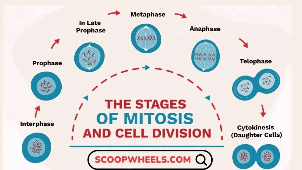 Stages of Mitosis
