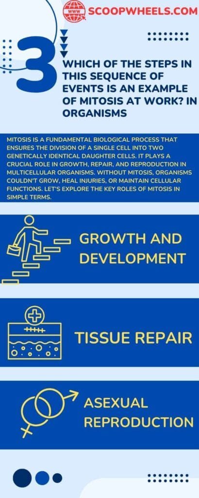 Which of the steps in this sequence of events is an example of mitosis at work? In Organisms